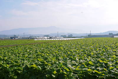 有機栽培の水田ごぼう ごぼうの種まき その2_a0254656_18405960.jpg