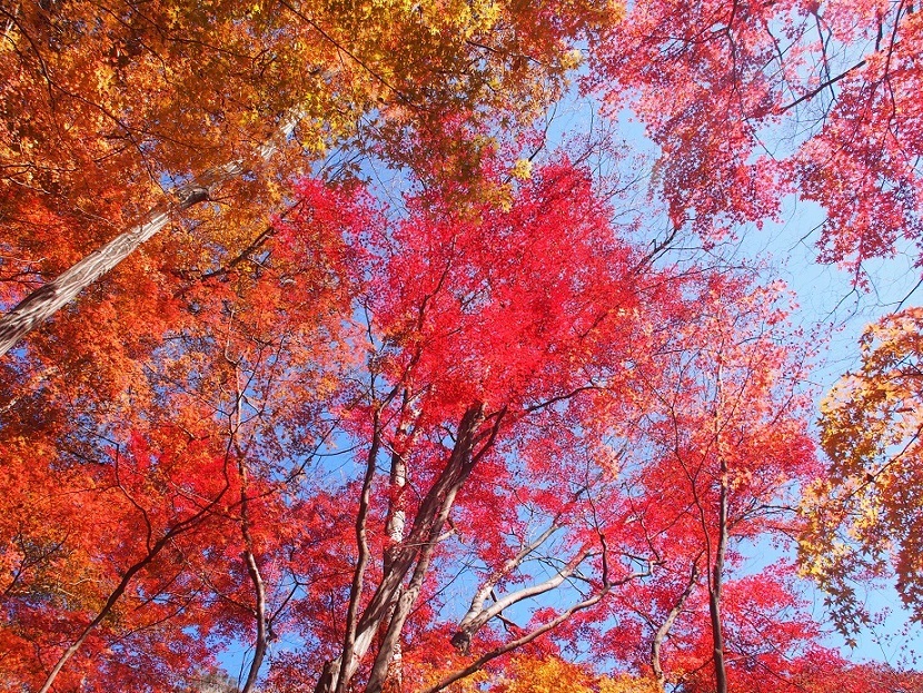 紅葉真っ盛り！もみじ谷（ 2014.11.22 ）_b0335256_12180114.jpg