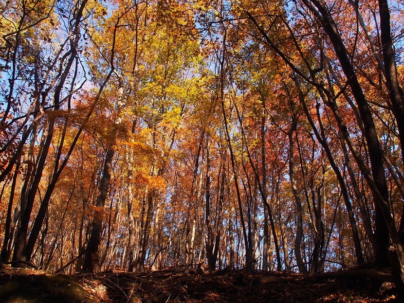 紅葉真っ盛り！もみじ谷（ 2014.11.22 ）_b0335256_17293792.jpg