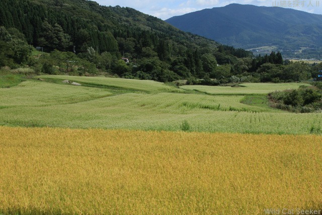 追憶の秋遠野　蕎麦の花_c0337257_18390436.jpg