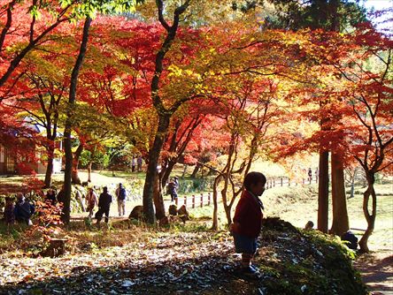 鶏足寺（けいそくじ）の紅葉_e0044657_181126100.jpg