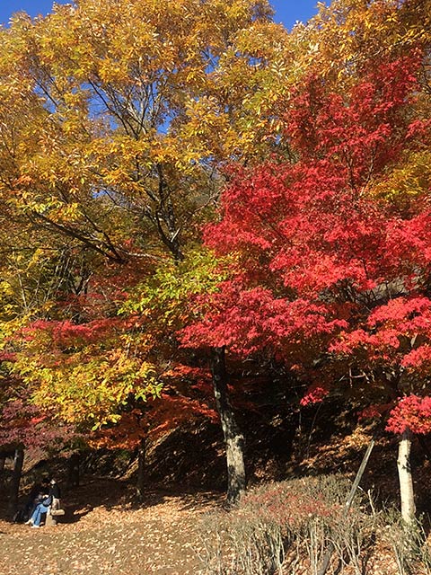 丹沢湖の紅葉が見頃です（＾＾）ｖ　　－その2－_b0031558_124983.jpg