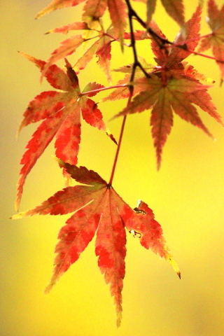 a0248459_19040441.jpg