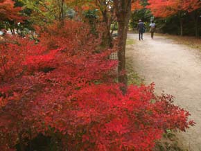 梅小路公園の紅葉_b0160363_23334834.jpg