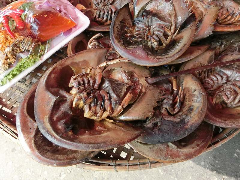 カブトガニは食べ物 のはず だまされたっていいんだよ