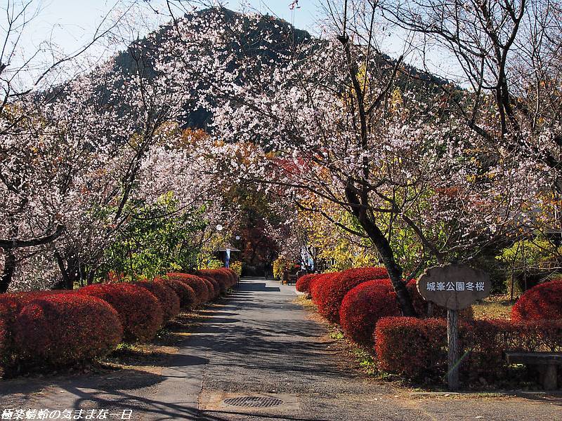 彩の国 神川町城峯公園の冬桜と紅葉 極楽蜻蛉の気ままな一日