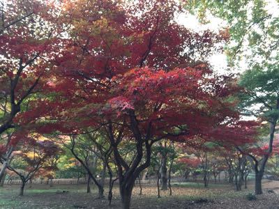 秋の神代植物公園_e0250872_181173.jpg