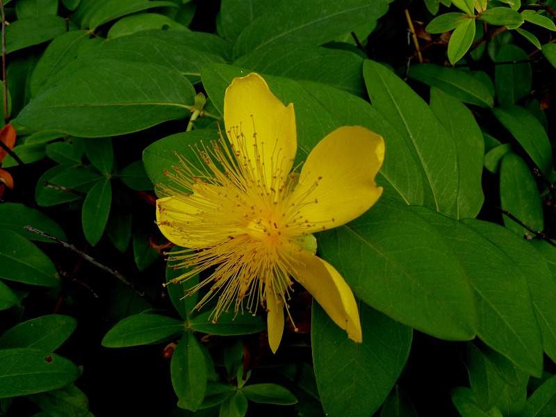 d0019074_17433090.jpg
