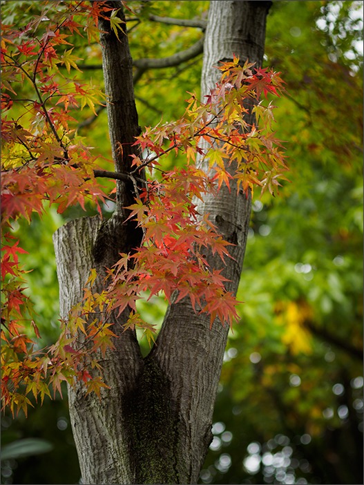 公園の秋_a0161380_1339674.jpg