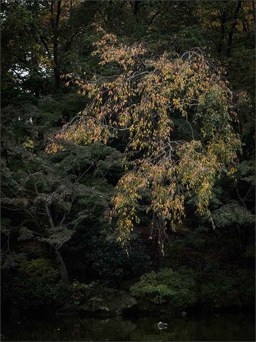 公園の秋_a0161380_13405323.jpg