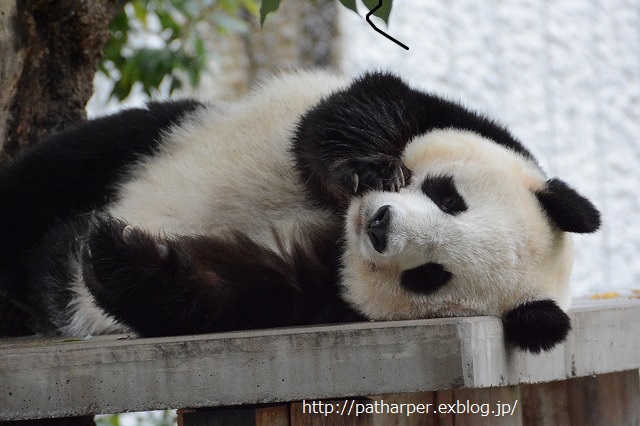 ２０１４年１１月　王子動物園　その３_a0052986_23171675.jpg