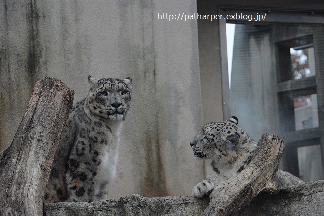 ２０１４年１１月　王子動物園　その３_a0052986_23243266.jpg