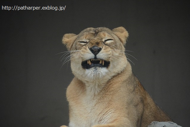 ２０１４年１１月　王子動物園　その３_a0052986_23262939.jpg