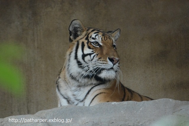 ２０１４年１１月　王子動物園　その３_a0052986_23275439.jpg