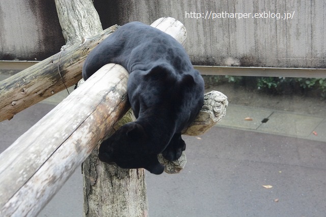 ２０１４年１１月　王子動物園　その３_a0052986_23392757.jpg