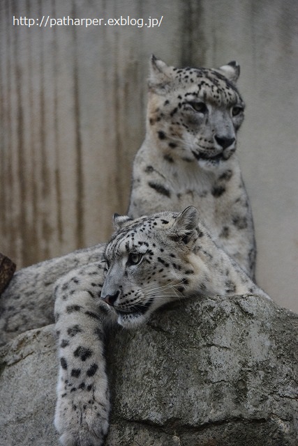 ２０１４年１１月　王子動物園　その３_a0052986_23395944.jpg