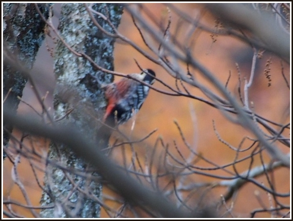 お山のススキと野鳥たち_c0228386_14201139.jpg