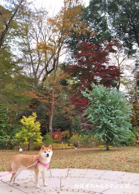 かぼちゃんとランチ_a0126590_23080745.jpg