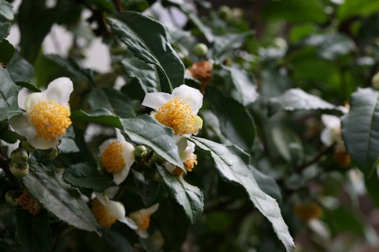 白い茶の木　チャノキ　白色 チャノキ(茶の木) | 特徴と育て方 - ガーデニングの図鑑