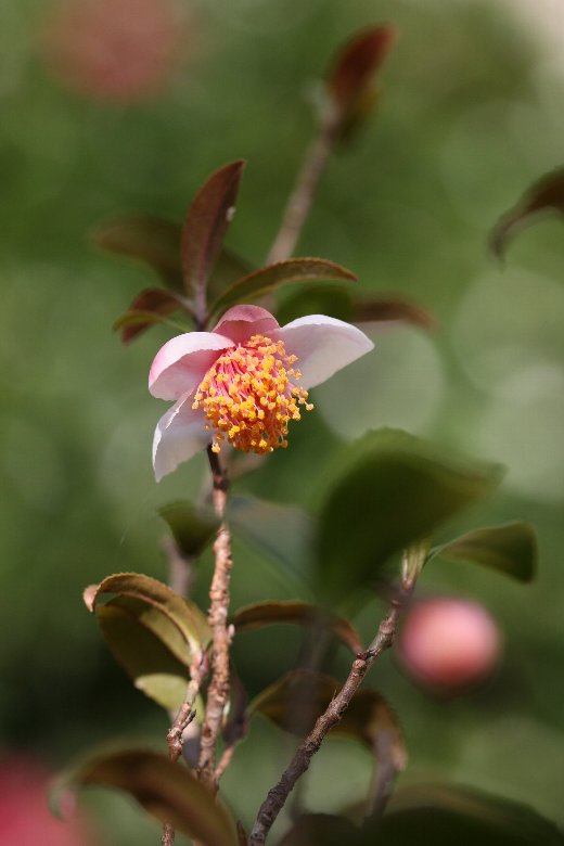 茶の木の花 赤と白 そよ風にふかれて