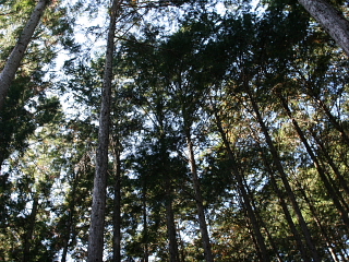 山林見学_e0145995_730484.jpg