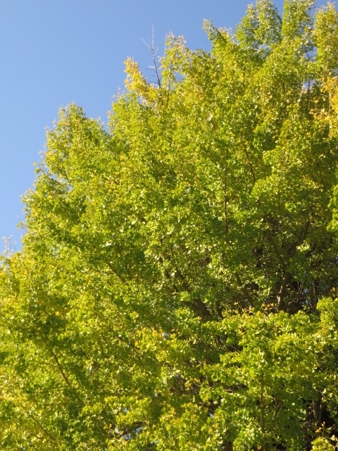 a0193698_08173840.jpg