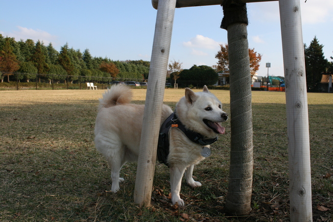 ランでウォーキングを楽しむ！（こしろう）_f0242002_1261190.jpg