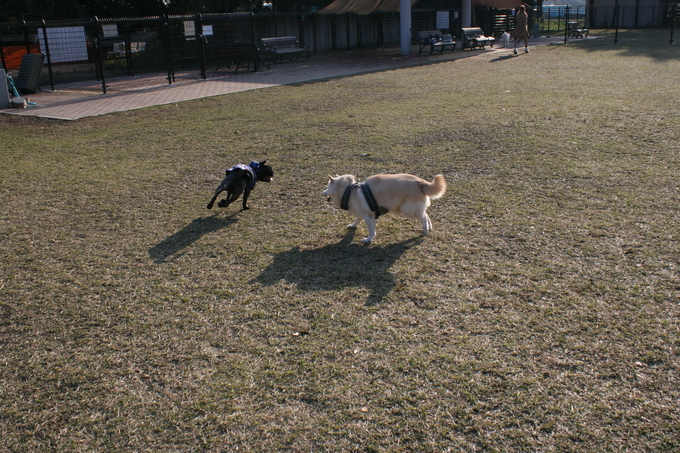 ランでウォーキングを楽しむ！（こしろう）_f0242002_1314978.jpg