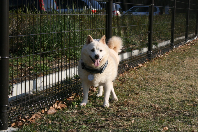 ランでウォーキングを楽しむ！（こしろう）_f0242002_1533718.jpg