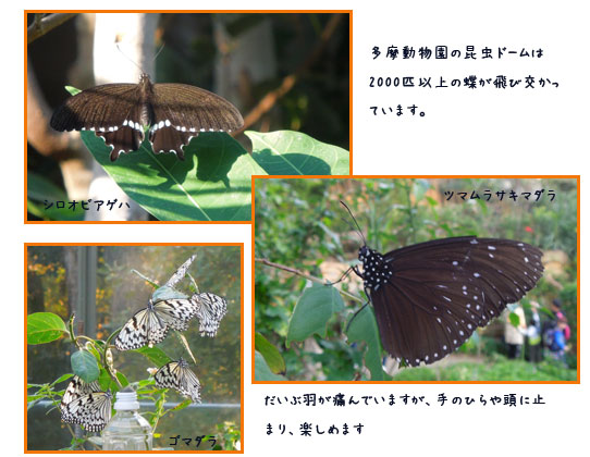 孫のお泊り_c0051105_10384242.jpg