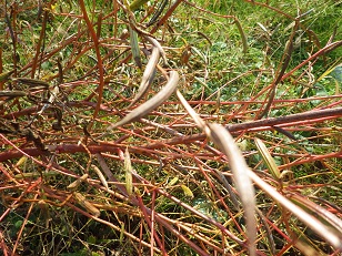c0280206_5535897.jpg