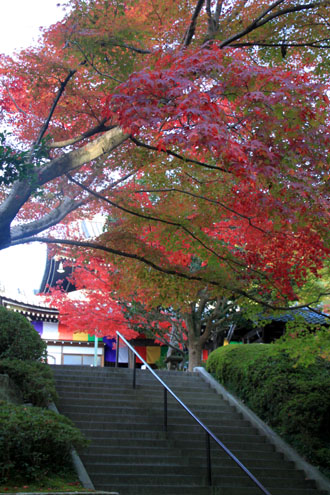 14紅葉めぐり 39 今熊野観音寺_e0048413_20285251.jpg