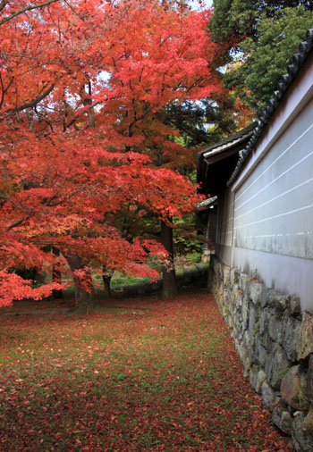 14紅葉めぐり 40 養源院 _e0048413_21103417.jpg