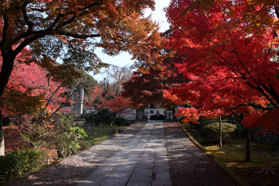 14紅葉めぐり 40 養源院 _e0048413_2110362.jpg