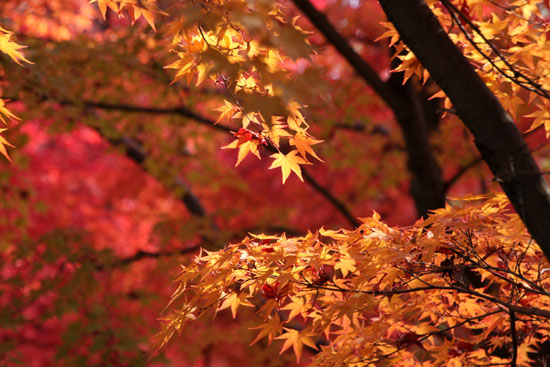 14紅葉めぐり 40 養源院 _e0048413_21105858.jpg