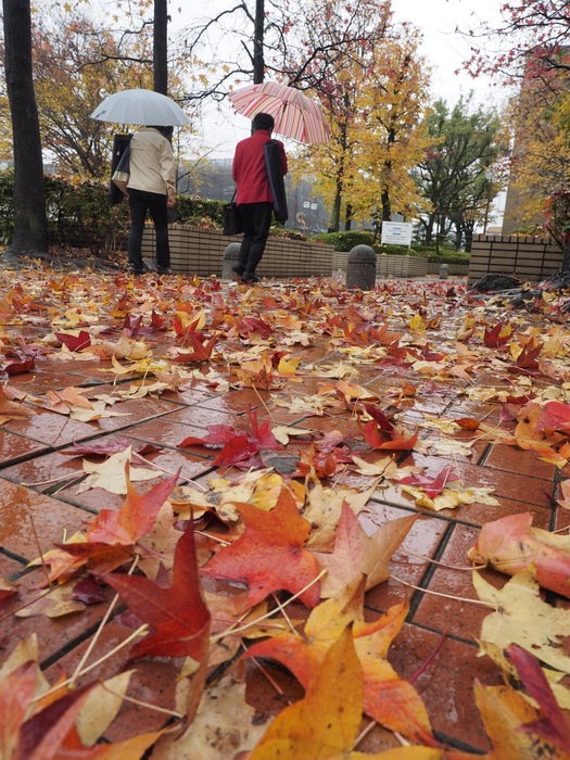 佐伯区民文化センター＆五日市中央公園の紅葉_c0116915_23552871.jpg