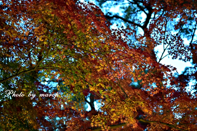 長瀞 wanとお食事できる桜さん と 県立自然の博物館の紅葉♪♪_e0160417_11104164.jpg