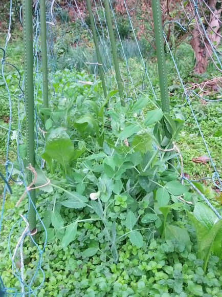 季節外れの「豆の花」_a0125419_16311514.jpg