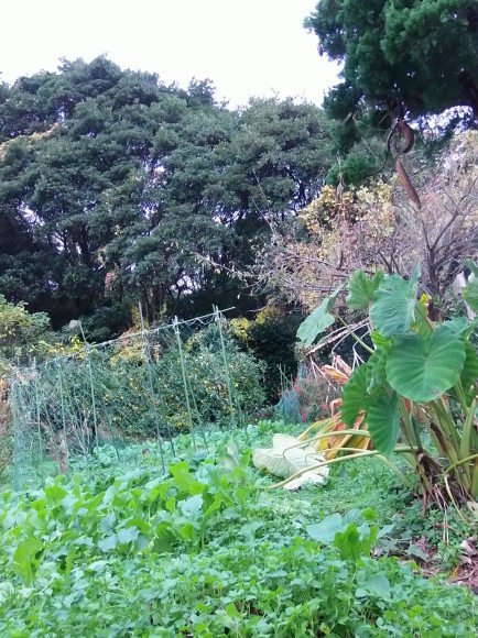 季節外れの「豆の花」_a0125419_16401007.jpg