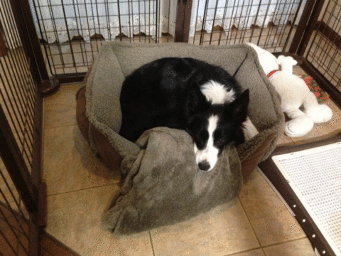 a0232619_19172550.gif