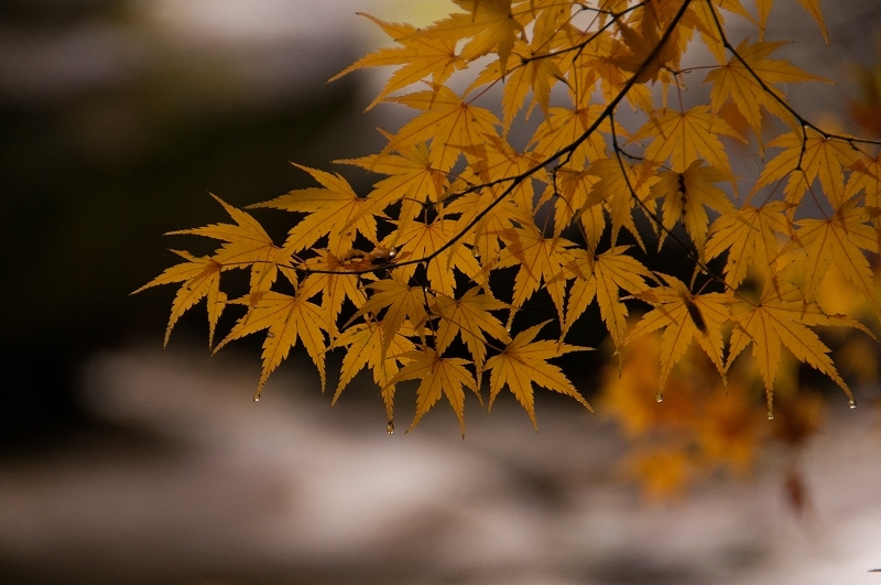 \" 紅葉 明王院 \"_f0350223_19345940.jpg