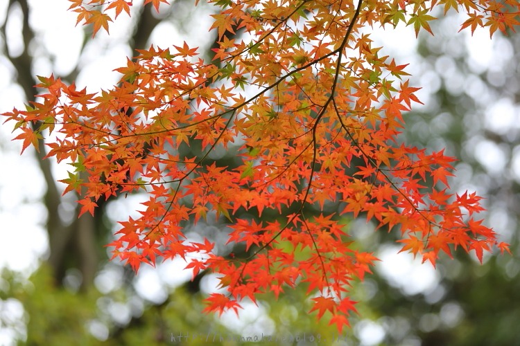 金戒光明寺　…紅葉京都2014_e0178131_236854.jpg