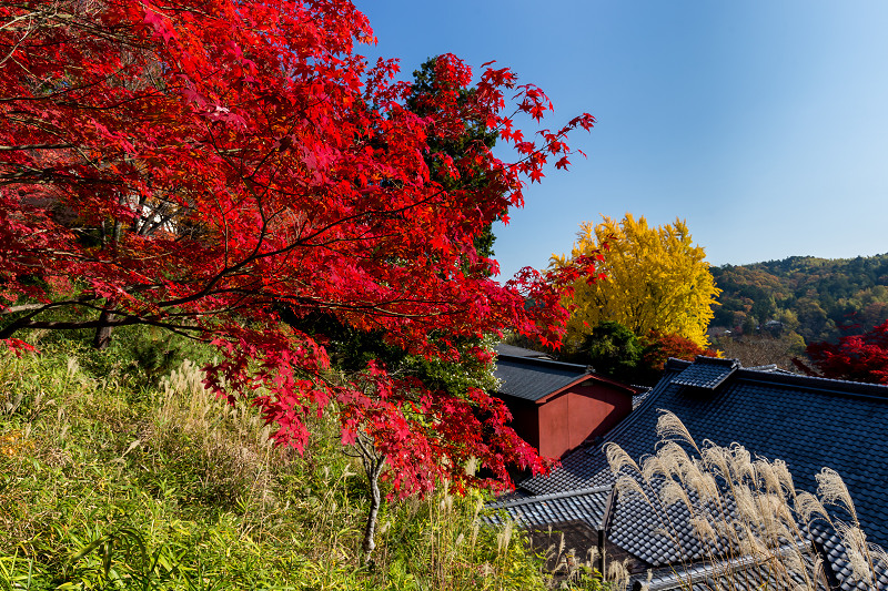 色とりどりの紅葉に包まれる境内（十輪寺）_f0155048_0262176.jpg