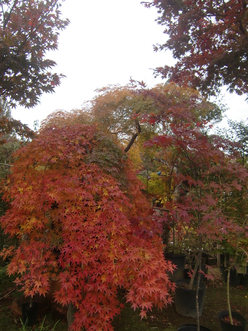 f0329849_12283760.jpg