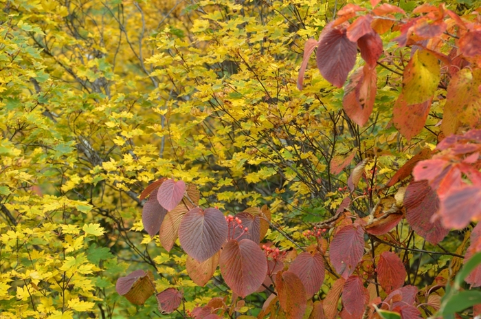 a0263952_20115350.jpg