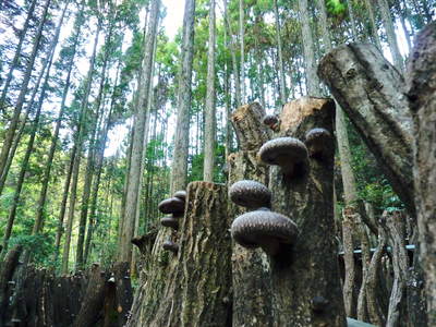 原木しいたけ 2年後の収穫へ向け、原木の伐採 その1_a0254656_17572120.jpg