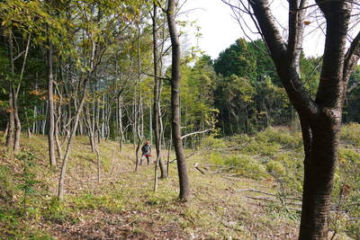 原木しいたけ 2年後の収穫へ向け、原木の伐採 その1_a0254656_1827533.jpg