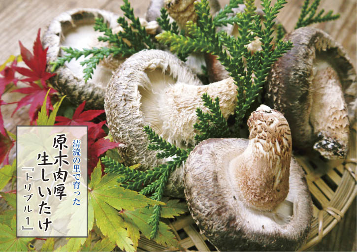 原木しいたけ 2年後の収穫へ向け、原木の伐採 その1_a0254656_19403579.jpg