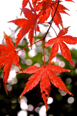 a0248459_19264619.jpg