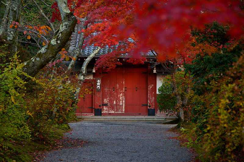 常照寺　紅葉_c0317868_21255003.jpg